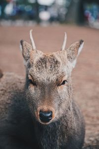 Portrait of deer