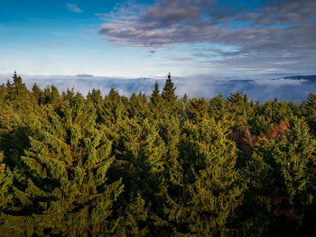 Scenic view of forest against sky