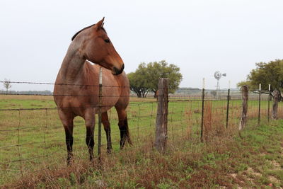 Texas morning horse at fence on a foggy morning