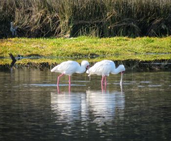 White swans on water in lake