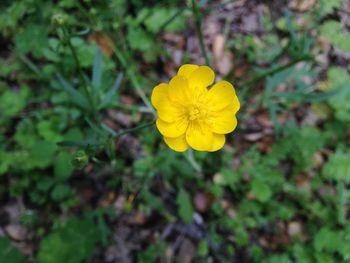 Close-up of yellow flower blooming outdoors