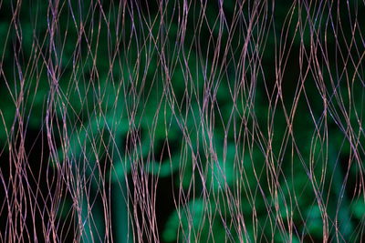 Full frame shot of bamboo plants