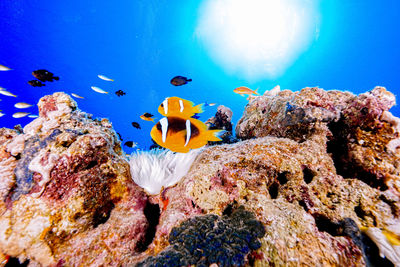 sea