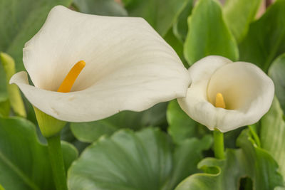 White arum in bloom in garden