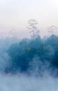 Trees in forest against sky