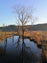 Reflection of a bare tree in still water