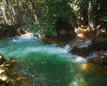 Scenic view of river flowing in forest