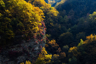 Trees in forest