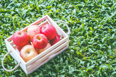 High angle view of apples on plant in field