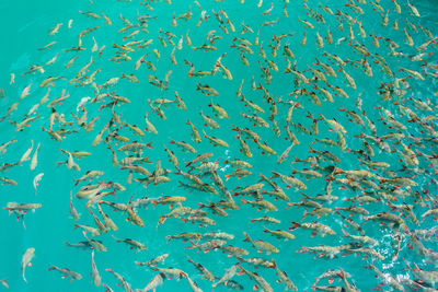 View of birds swimming in sea