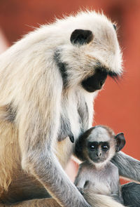 Close-up of langur family at jaigarh fort