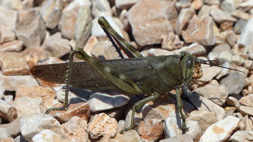 Grasshopper