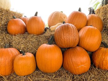 Full frame shot of pumpkins on field