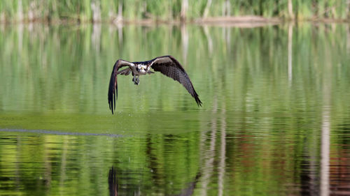 Osprey flying low over the pond.