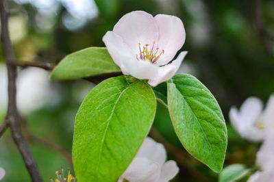 Close-up of flowering plant leaves