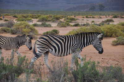 Side view of zebra standing on grass