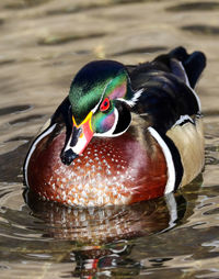 Close-up of duck swimming in lake