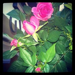 Close-up of pink flowers