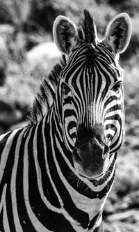 Close-up of zebra
