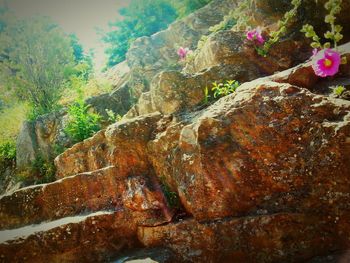 Trees growing on rocks