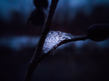 Close-up of frozen plant