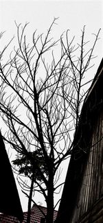 Low angle view of bare tree against sky