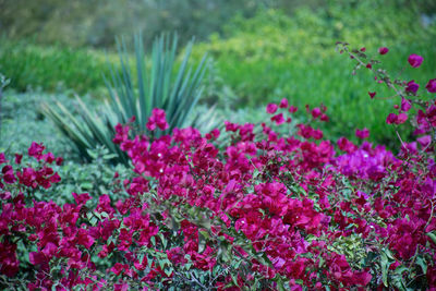 Close-up of pink flowers blooming on plant