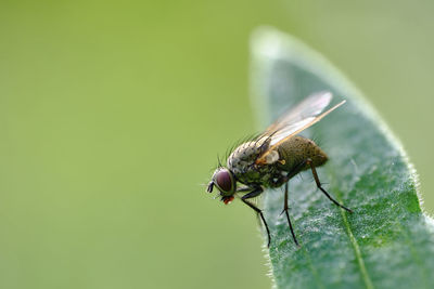 Close-up of fly on leaf