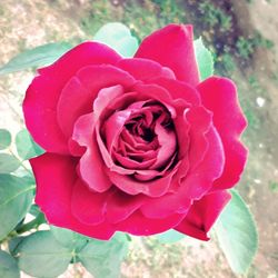 Close-up of pink rose blooming outdoors