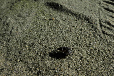 Close-up of insect on sand