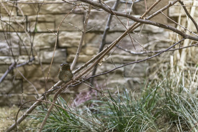 Close-up of bird perching on branch