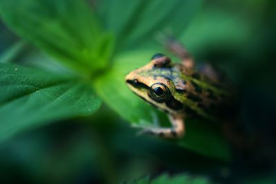 Close-up of frog on leaf