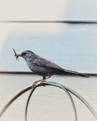 Close-up of bird perching on wall