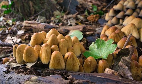 Close-up of mushrooms growing on land