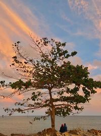 Tree by sea against sky during sunset