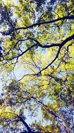 Low angle view of tree