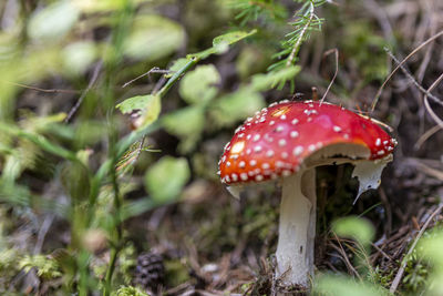 Close-up of fly agaric mushroom on field