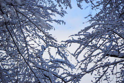 Low angle view of frozen bare tree against sky