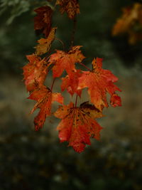 Close-up of maple leaves on tree during autumn