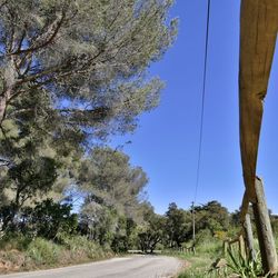 Low angle view of trees against blue sky