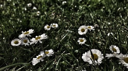 Close-up of white flowers blooming in field