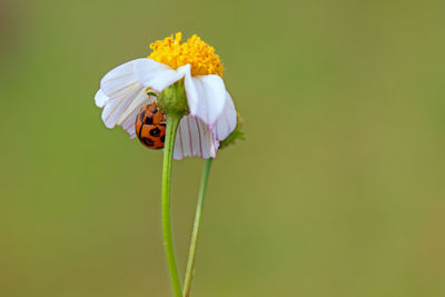 Close-up of insect pollinating on flower