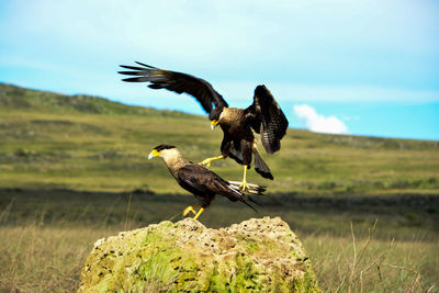 Bird flying over a field