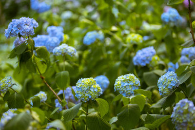 plant