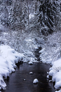 Frozen lake in forest during winter