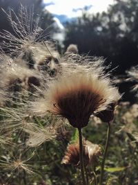 Close-up of dandelion flower