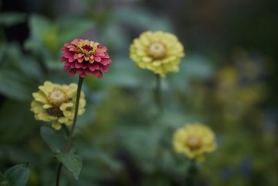 Close-up of flowers blooming outdoors