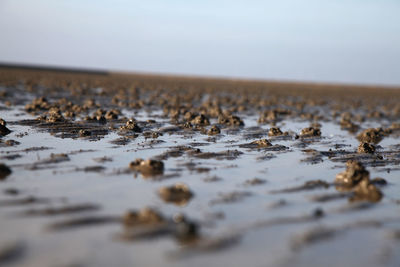 Close-up of water on beach against sky