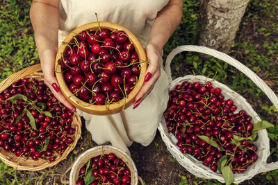 Female hands with red manicure holding wooden bucket full of red ripe cherries from above 