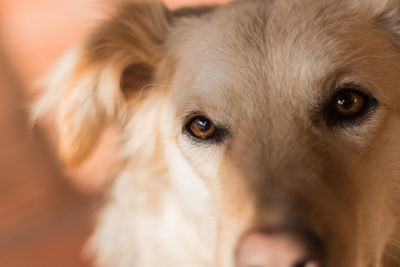 Close-up portrait of dog